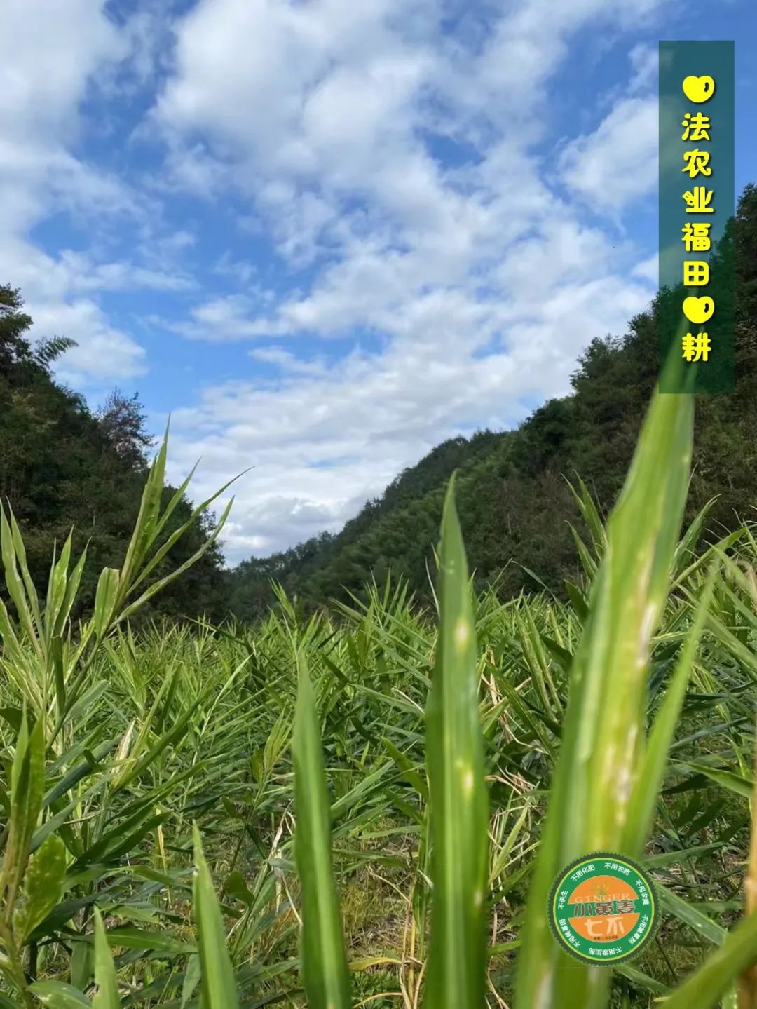 九月中秋套装好礼!送人参酒!中秋快乐!生姜 大米优惠“卷” 经济下行送劵