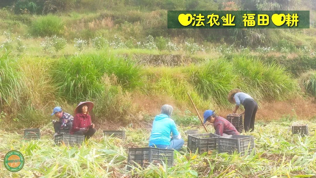 九月中秋套装好礼!送人参酒!中秋快乐!生姜 大米优惠“卷” 经济下行送劵