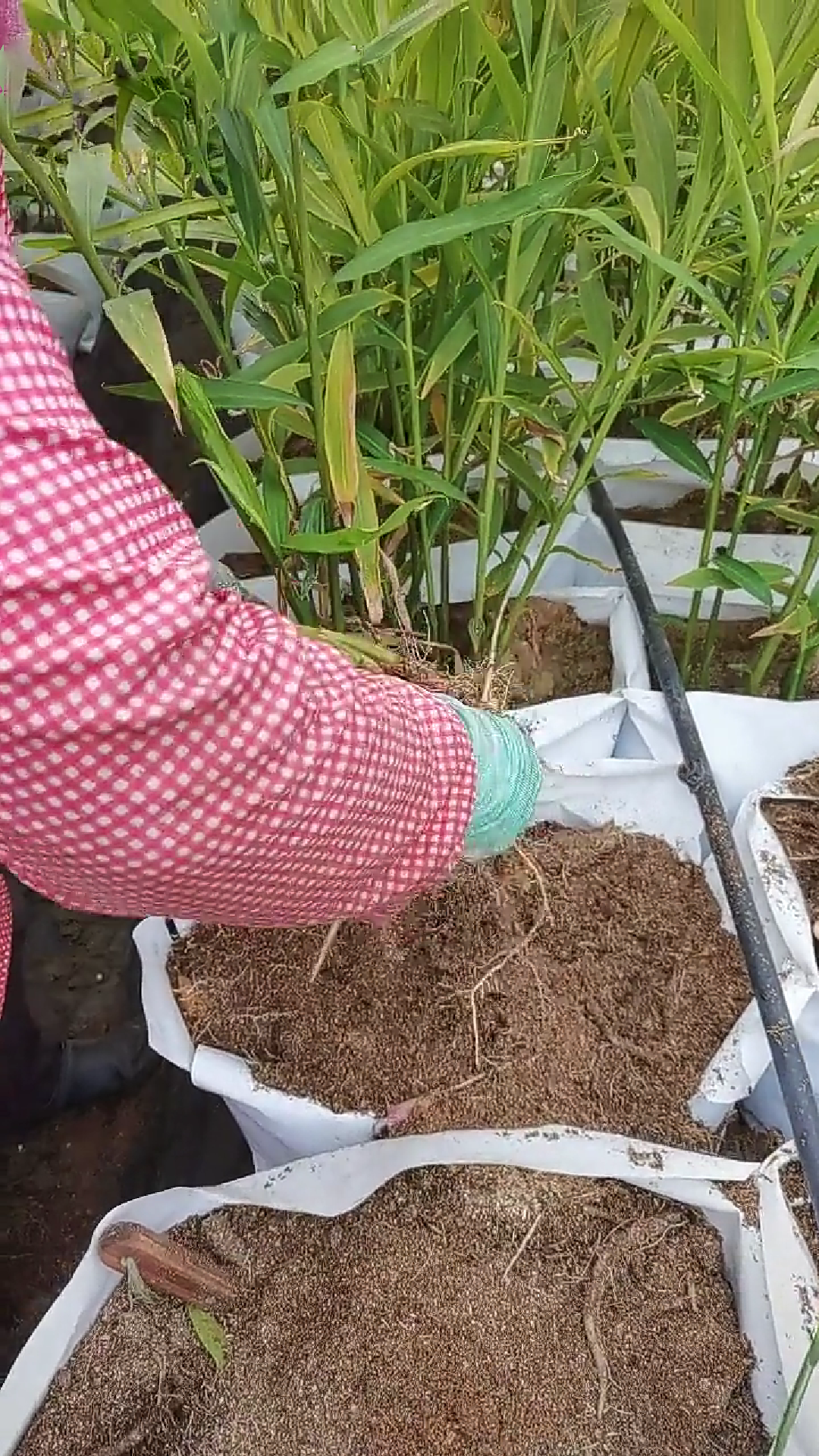 薑有佛心 还有孝道。生姜就是“富贵竹”。家庭盆栽种植生姜催芽技术分享，成功率百分百，操作也非常简单