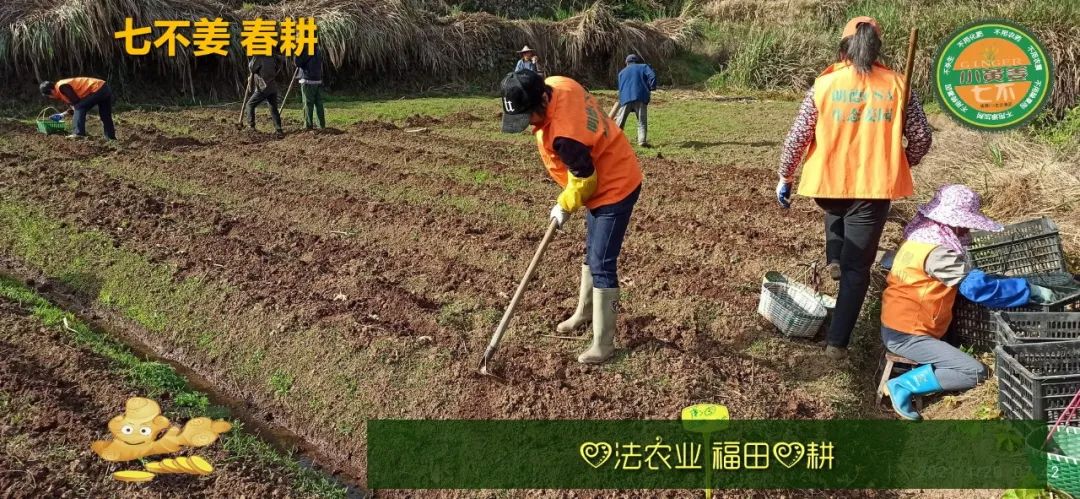 姜/薑：果珍李柰 菜重芥薑。许慎《说文》，《齐民要术》“种姜”