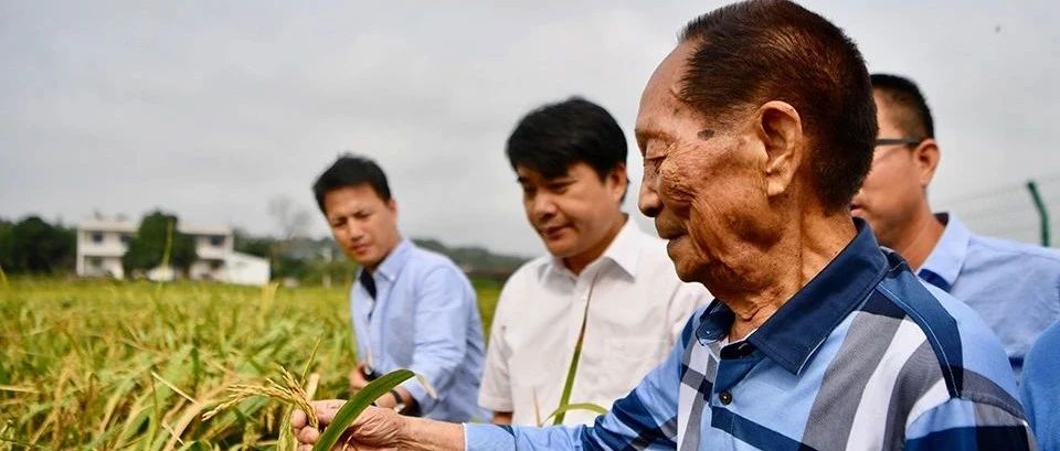 逝者｜袁隆平：希望農民從土地上徹底解脫出來- 原創 周華蕾 曾鳴 南方周末 2021-5.21-七不姜 生姜養生網-明德CSA生態姜園&明安農業