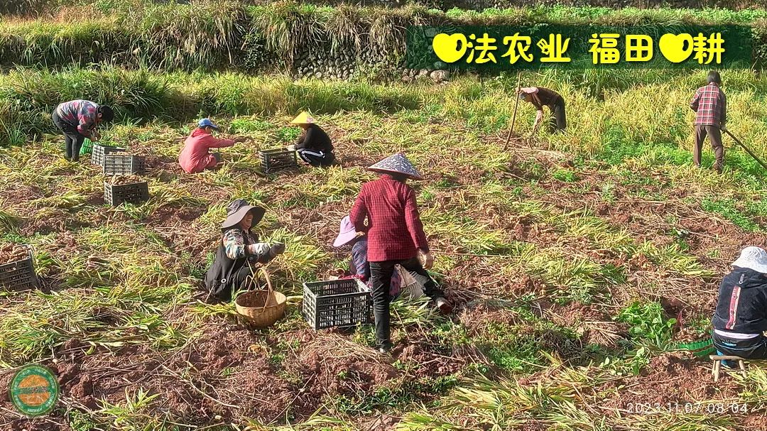 九月中秋套装好礼!送人参酒!中秋快乐!生姜 大米优惠“卷” 经济下行送劵