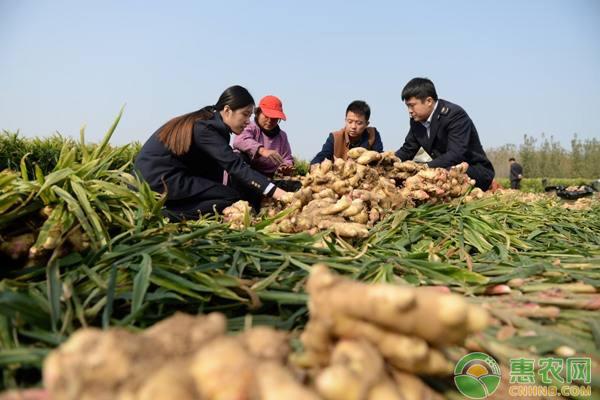 怎么种植生姜？阳台种植生姜的方法和窍门