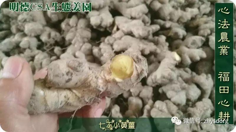 你了解原始点内热源 姜（薑）的种类和应用吗？