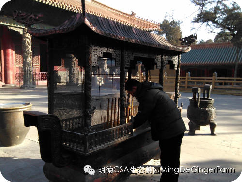 明德CSA姜园 山东圣城曲阜祀天 明德CSA姜园 山东圣城曲阜祀天