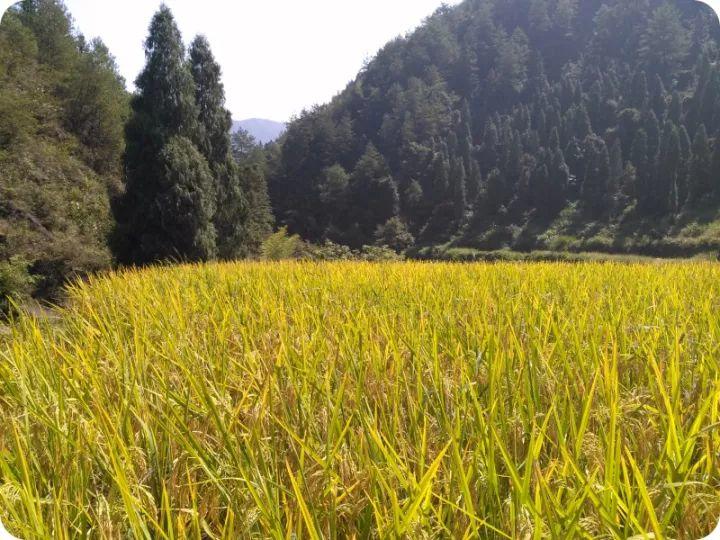 2018年10月心法农业 福田心耕 明德薑园秋收感恩节邀请函（浙江仙居 11.18-11.25）