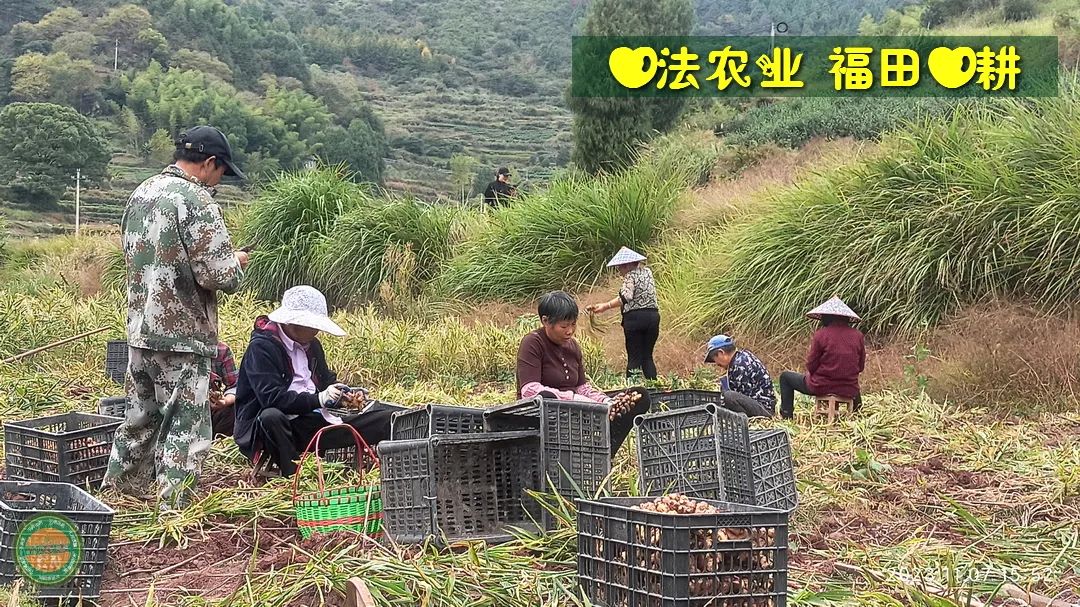 九月中秋套装好礼!送人参酒!中秋快乐!生姜 大米优惠“卷” 经济下行送劵