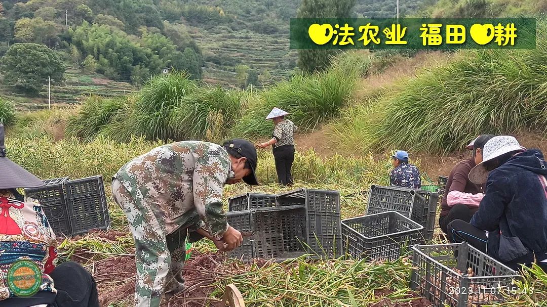 双11活动！庆祝七不姜秋收！ 浙江仙居 七不小黄姜 鲜姜 新上市！扫描入群领取 双11特享 七不姜 群友 优惠券11元