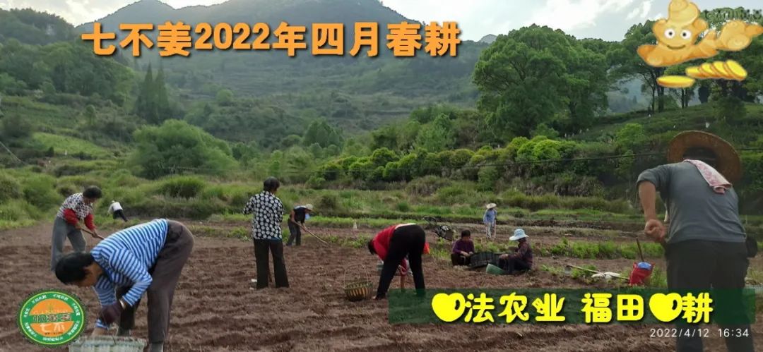 七不姜2022年四月春耕图