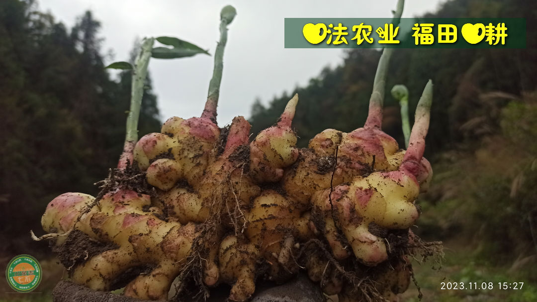 双11活动！庆祝七不姜秋收！ 浙江仙居 七不小黄姜 鲜姜 新上市！扫描入群领取 双11特享 七不姜 群友 优惠券11元