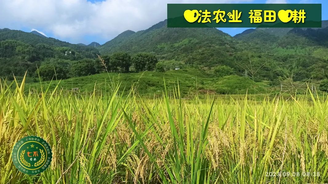 中秋国庆 七不姜赞歌-浙江仙居 七不小黄姜 鲜嫩姜 新鲜 上市现采现发；秋收水稻大米预售特惠 送七不自酿会员定制白酒中秋赠品