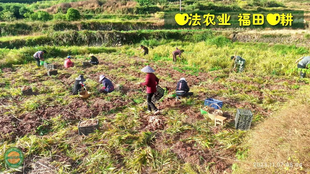 迎春福袋 七不姜全家福 礼袋套装 特惠折扣