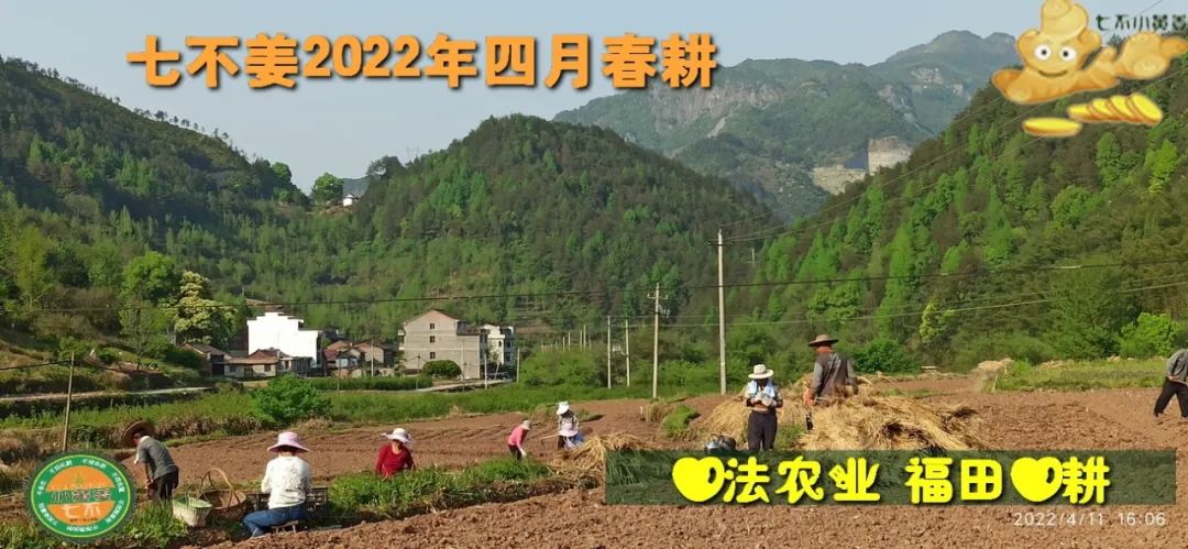 七不姜2022年四月春耕图