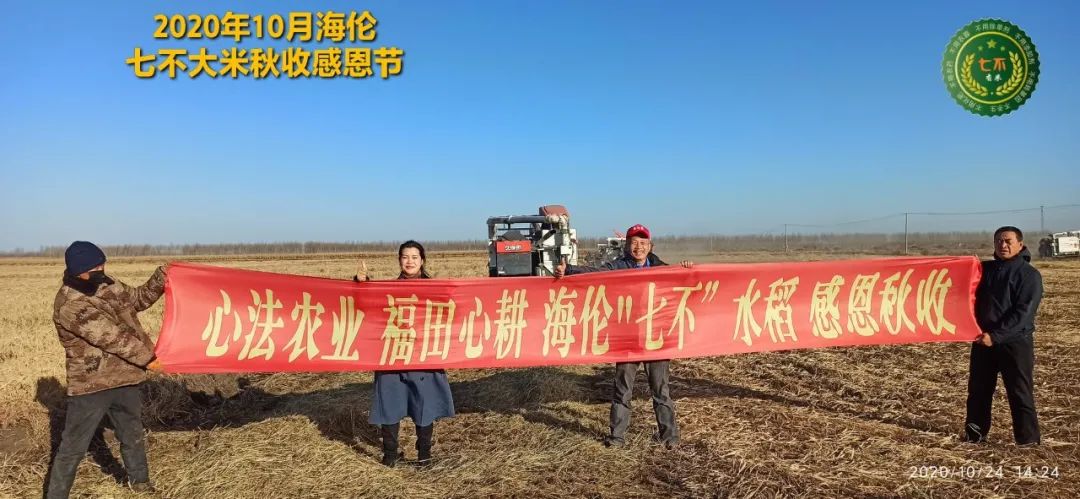 【海伦七不水稻秋收报恩健康行】海伦寒地黑土七不香稻秋收采风 2020.10.24