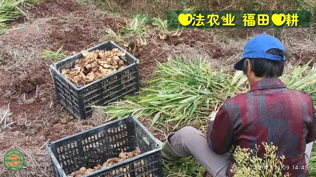 九月中秋套装好礼!送人参酒!中秋快乐!生姜 大米优惠“卷” 经济下行送劵