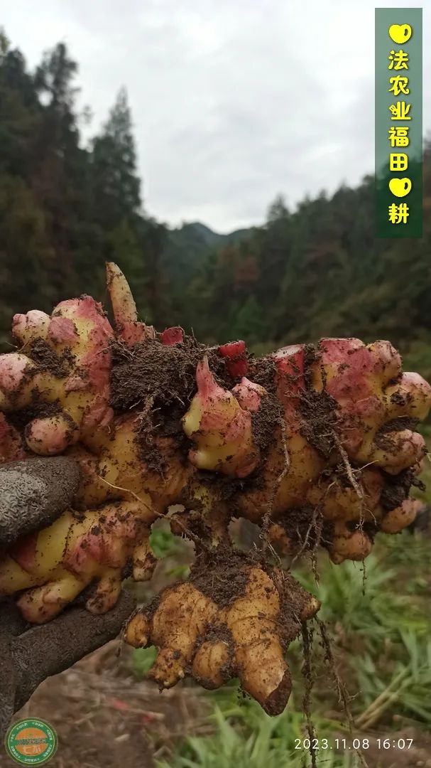 双11活动！庆祝七不姜秋收！ 浙江仙居 七不小黄姜 鲜姜 新上市！扫描入群领取 双11特享 七不姜 群友 优惠券11元