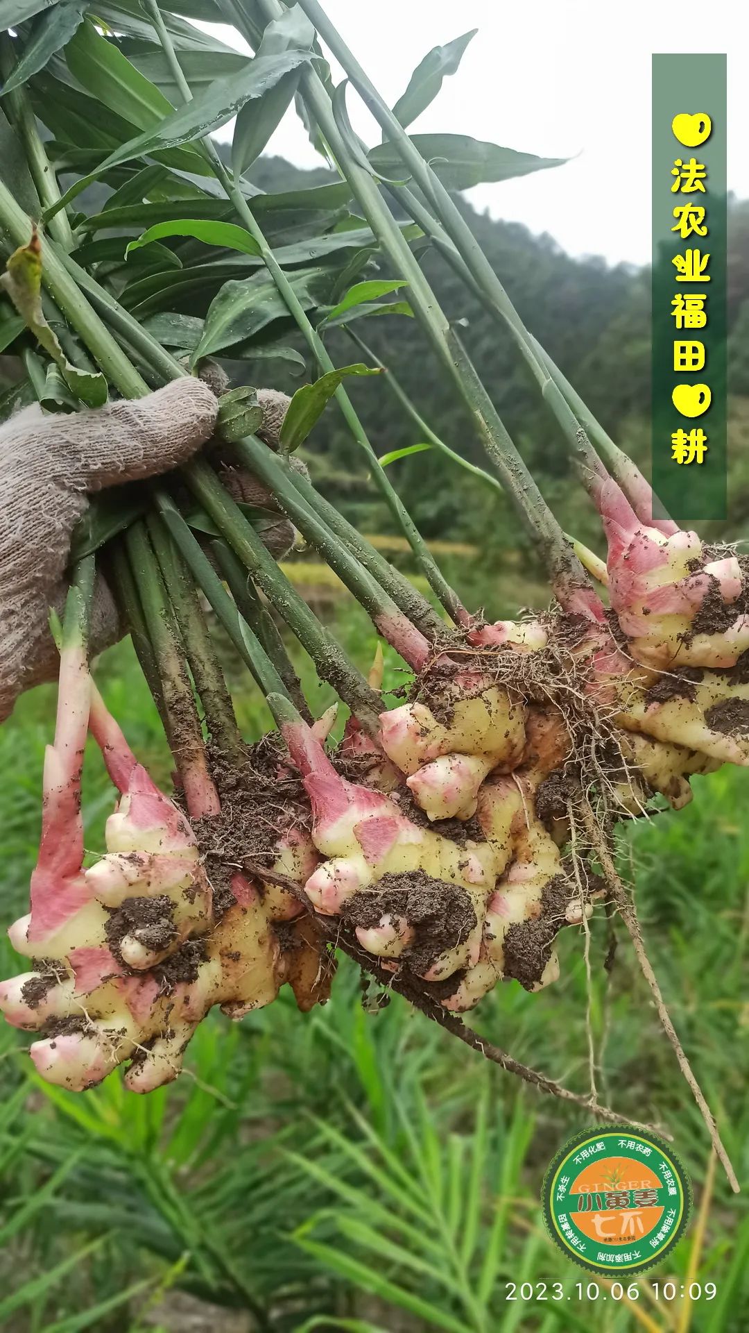 九月中秋套装好礼!送人参酒!中秋快乐!生姜 大米优惠“卷” 经济下行送劵