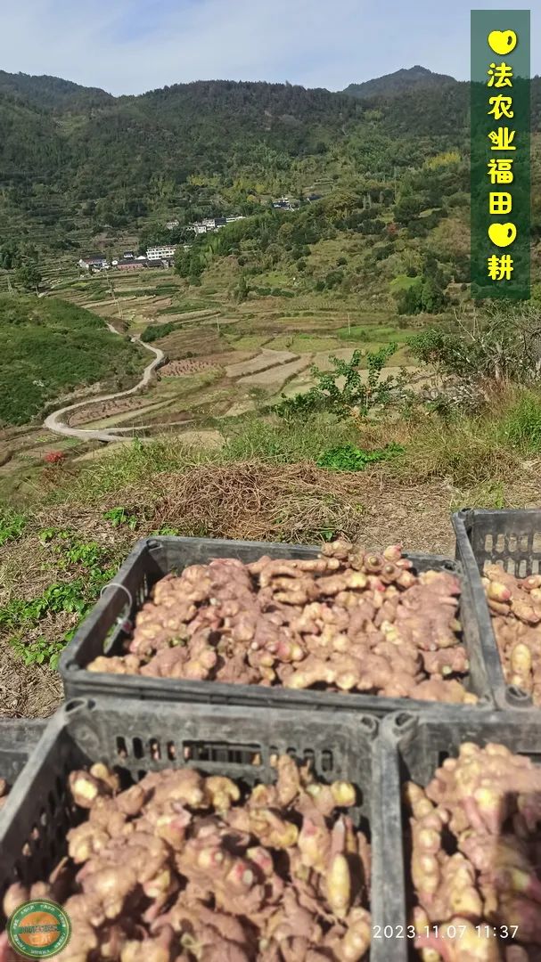 九月中秋套装好礼!送人参酒!中秋快乐!生姜 大米优惠“卷” 经济下行送劵