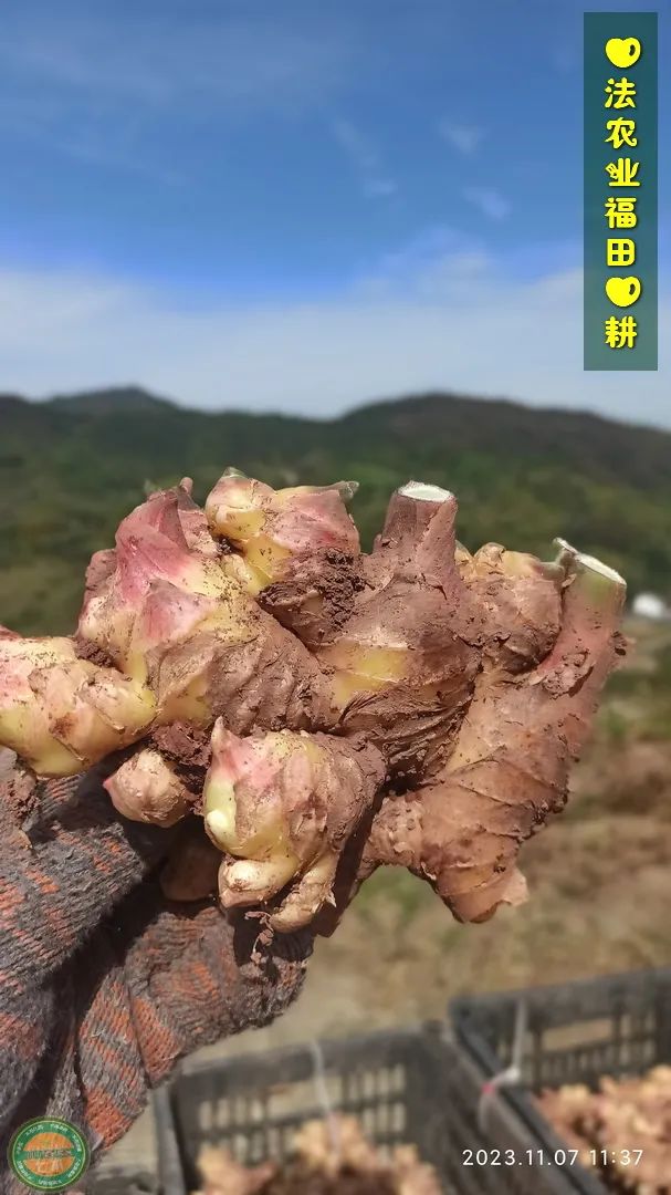 双11活动！庆祝七不姜秋收！ 浙江仙居 七不小黄姜 鲜姜 新上市！扫描入群领取 双11特享 七不姜 群友 优惠券11元