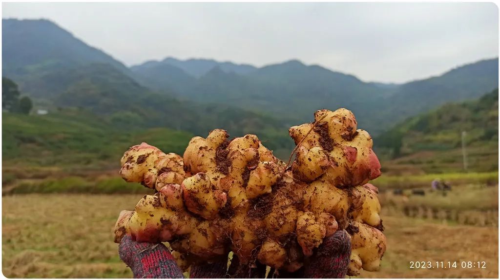 九月中秋套装好礼!送人参酒!中秋快乐!生姜 大米优惠“卷” 经济下行送劵