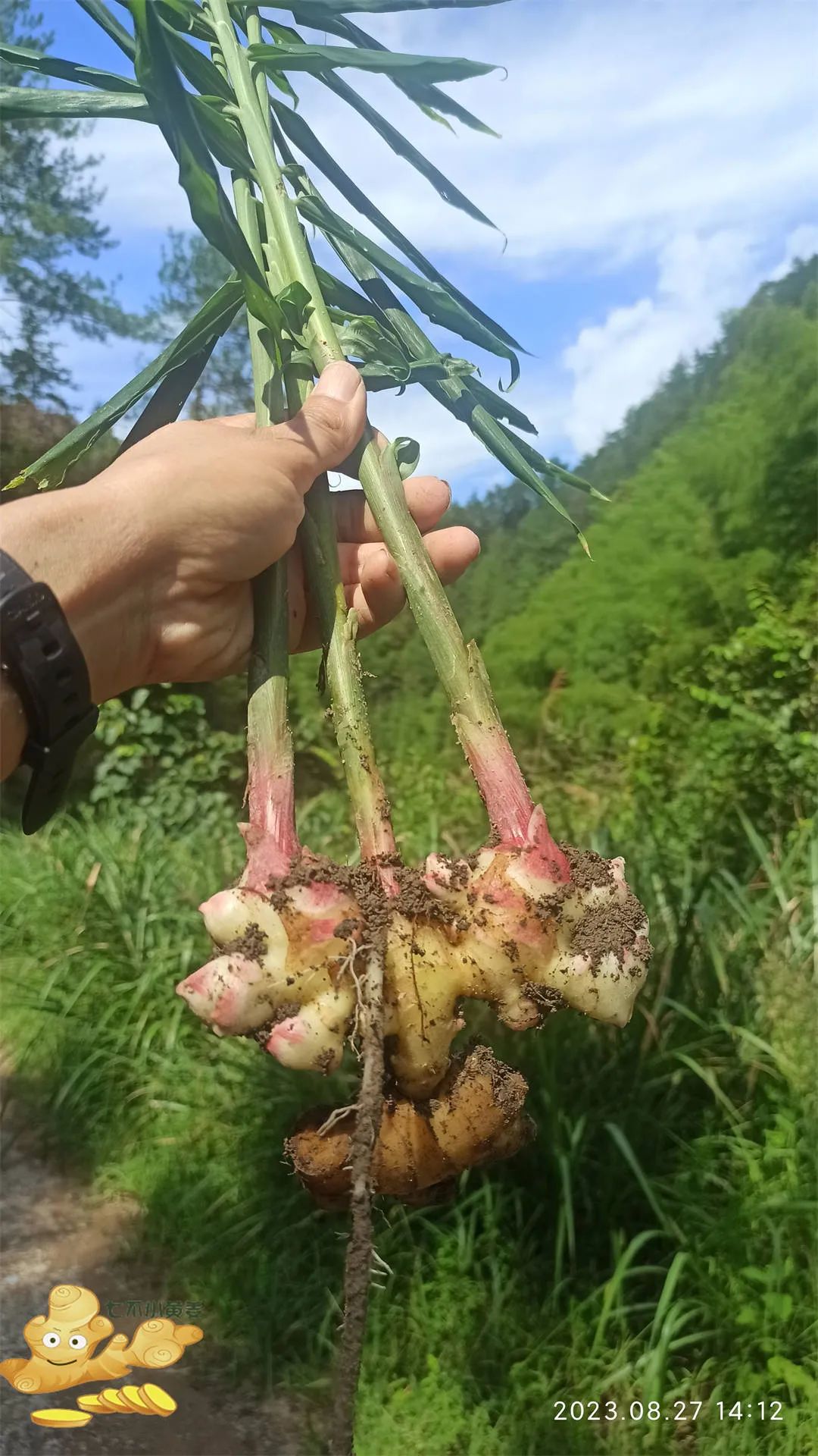 中秋国庆 七不姜赞歌-浙江仙居 七不小黄姜 鲜嫩姜 新鲜 上市现采现发；秋收水稻大米预售特惠 送七不自酿会员定制白酒中秋赠品