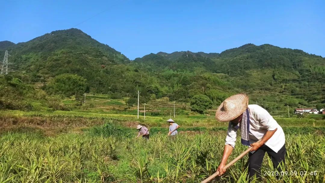 生姜赞歌-浙江仙居 七不小黄姜 鲜嫩姜 新鲜 超新上市 每周超鲜嫩姜2斤/5斤 生姜鲜姜2023年9月现采现发 生态自然