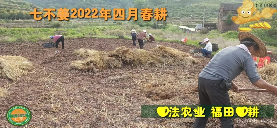 七不姜2022年四月春耕图