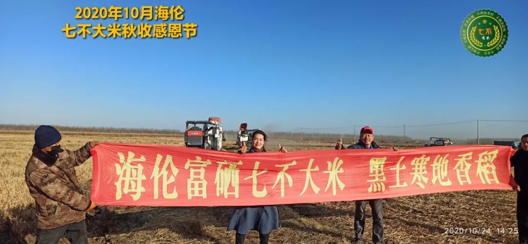 【海伦七不水稻秋收报恩健康行】海伦寒地黑土七不香稻秋收采风 2020.10.24