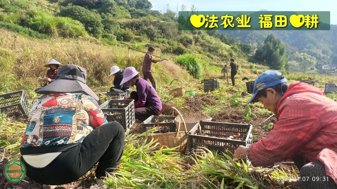 2024年新春福袋 七不姜全家福 礼装 龙重登场´◡` ꒰^ↀωↀ^꒱