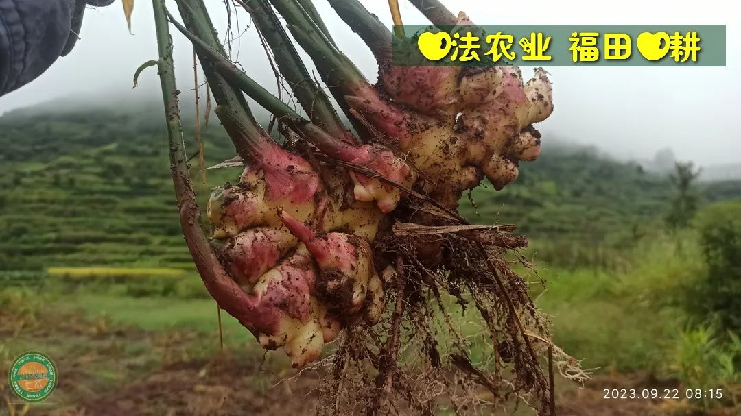 双11活动！庆祝七不姜秋收！ 浙江仙居 七不小黄姜 鲜姜 新上市！扫描入群领取 双11特享 七不姜 群友 优惠券11元