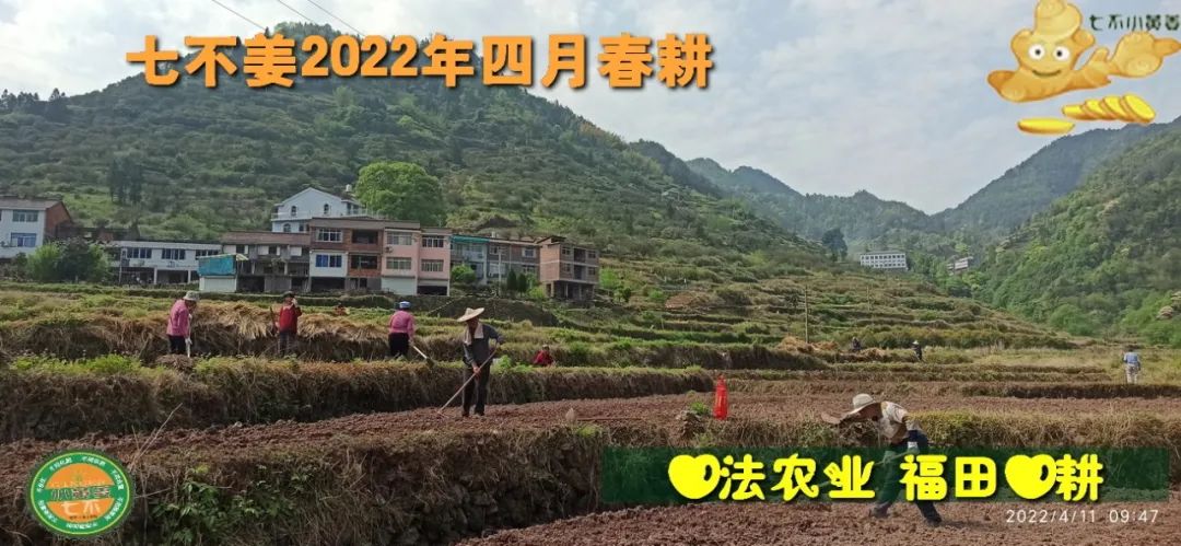 七不姜2022年四月春耕图