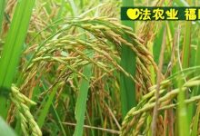 七不紅米水稻9月11日上市現貨銷售-新米限時特惠 家庭大米專場：紅米/糯米/ 黑米/泰兩優217/中浙優H7 品種多質量優-七不姜 生姜養生網-明德CSA生態姜園&明安農業