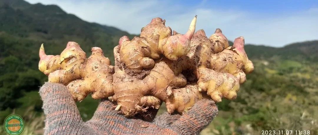 慶祝七不姜秋收！ 浙江仙居 七不小黃姜 鮮姜 新上市！掃描入群領取 雙11特享 七不姜 群友 優惠券11元-七不姜 生姜養生網-明德CSA生態姜園&明安農業