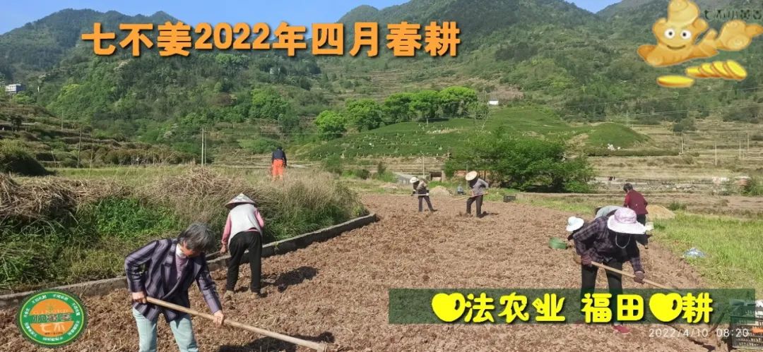 七不姜2022年四月春耕图