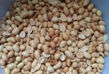 不良生活、飲食習慣導致的胃痛、胃脹案例-姜栓灌腸-七不姜 生姜養生網-明德CSA生態姜園&明安農業