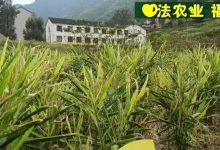 2022年七不姜秋收 明安農業告動物蟲鳥書：尊敬的諸位動物蟲鳥先生小姐們，七不小黃姜寶貝們-七不姜 生姜養生網-明德CSA生態姜園&明安農業