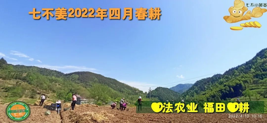 七不姜2022年四月春耕图