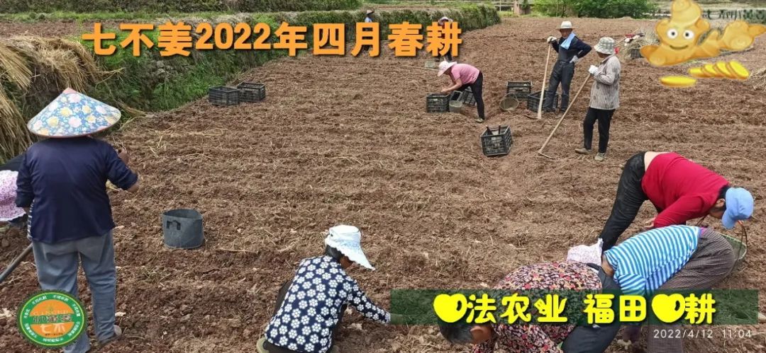 七不姜2022年四月春耕图