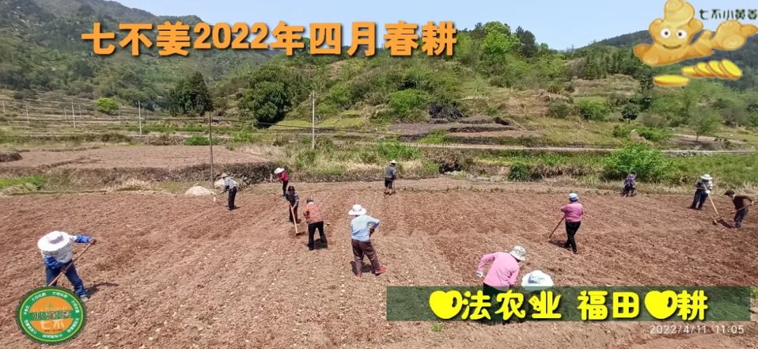 七不姜2022年四月春耕图