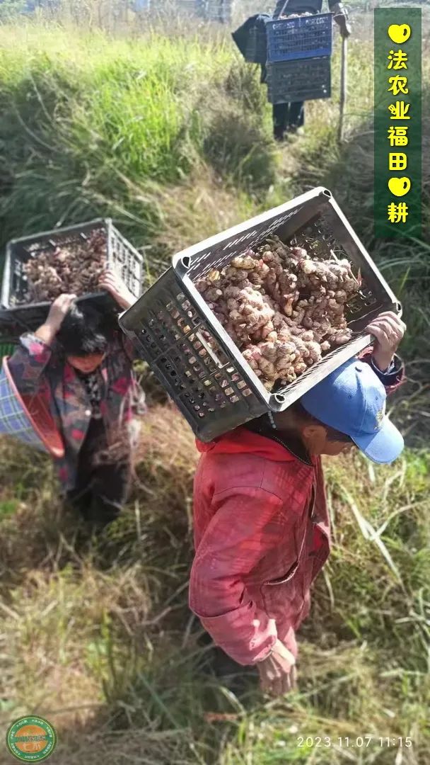 九月中秋套装好礼!送人参酒!中秋快乐!生姜 大米优惠“卷” 经济下行送劵