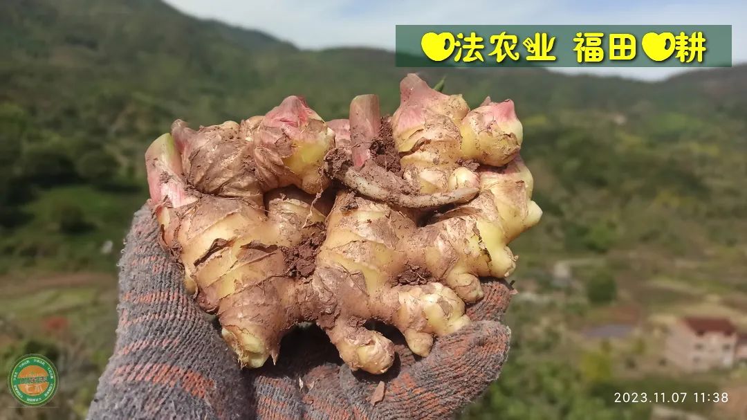 九月中秋套装好礼!送人参酒!中秋快乐!生姜 大米优惠“卷” 经济下行送劵