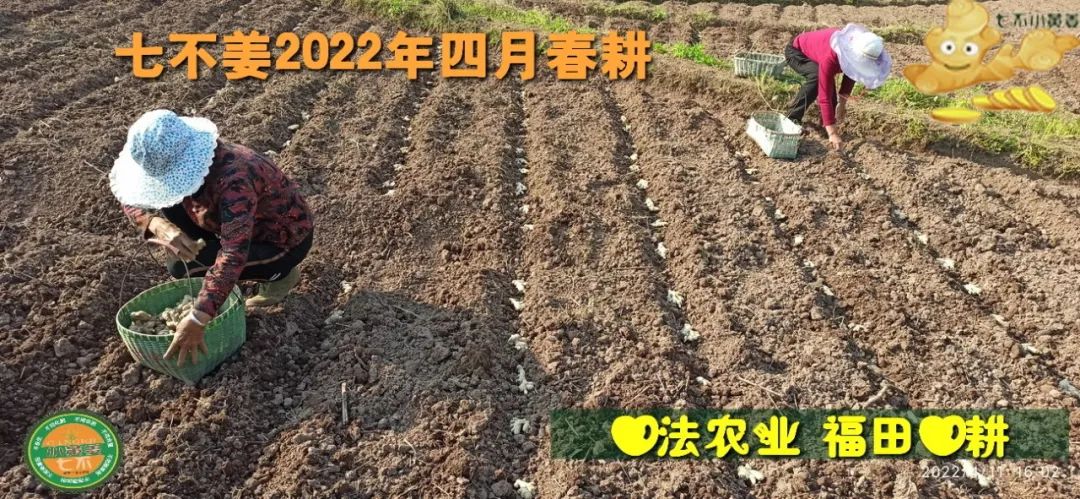 七不姜2022年四月春耕图