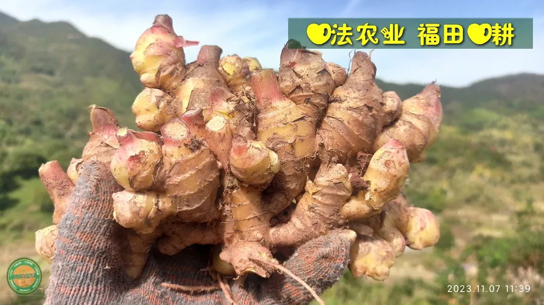 双11活动！庆祝七不姜秋收！ 浙江仙居 七不小黄姜 鲜姜 新上市！扫描入群领取 双11特享 七不姜 群友 优惠券11元