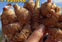 姜灌腸姜栓10粒 原始點熱源(姜湯姜粉泥灌腸的補充)熱源直達患處體傷 七不姜粉+栓劑基質輔料及生姜養生 姜的應用視頻集-七不姜 生姜養生網-明德CSA生態姜園&明安農業