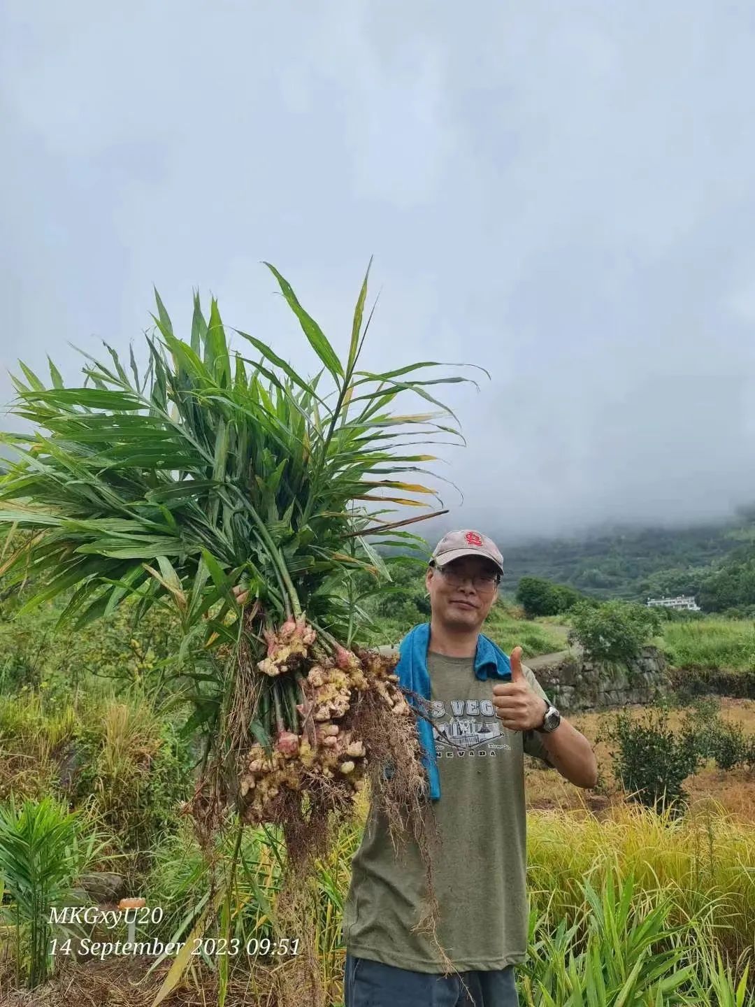 中秋国庆 七不姜赞歌-浙江仙居 七不小黄姜 鲜嫩姜 新鲜 上市现采现发；秋收水稻大米预售特惠 送七不自酿会员定制白酒中秋赠品