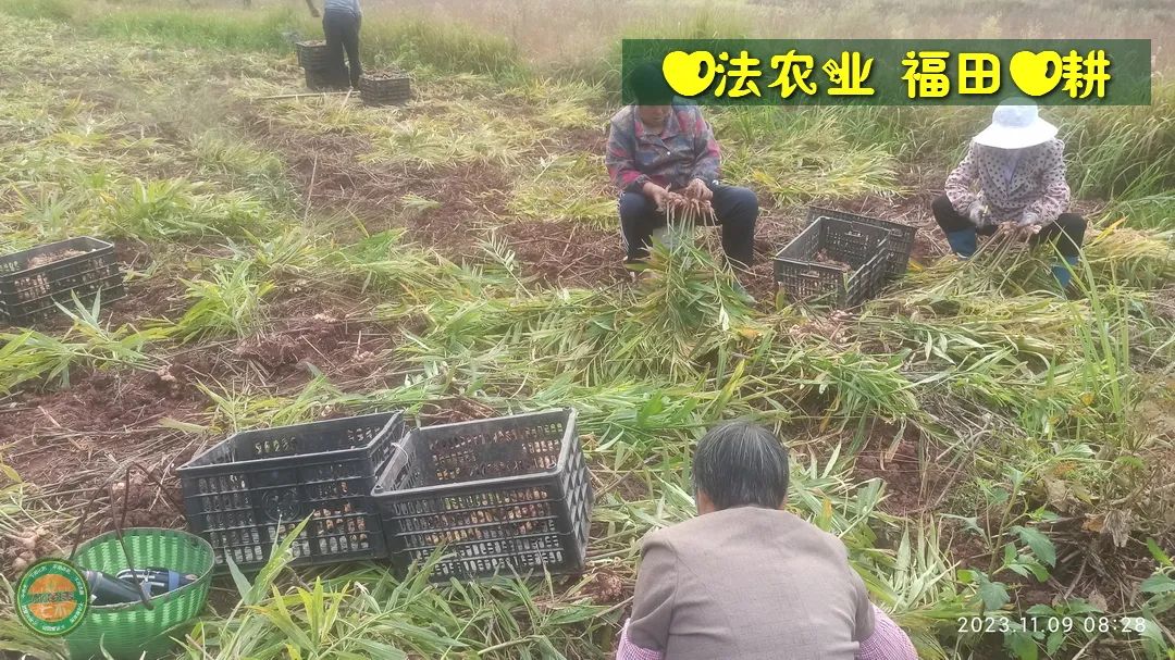 双11活动！庆祝七不姜秋收！ 浙江仙居 七不小黄姜 鲜姜 新上市！扫描入群领取 双11特享 七不姜 群友 优惠券11元