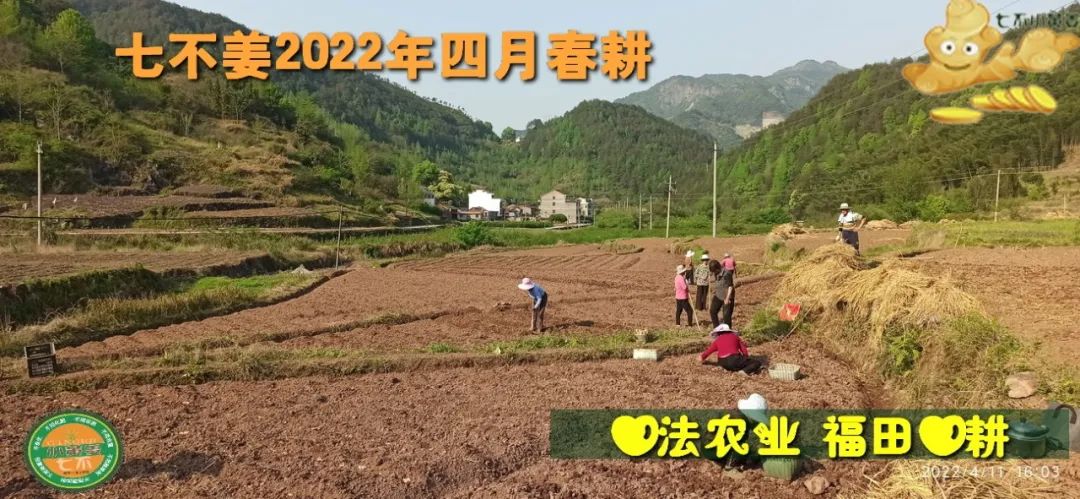 七不姜2022年四月春耕图