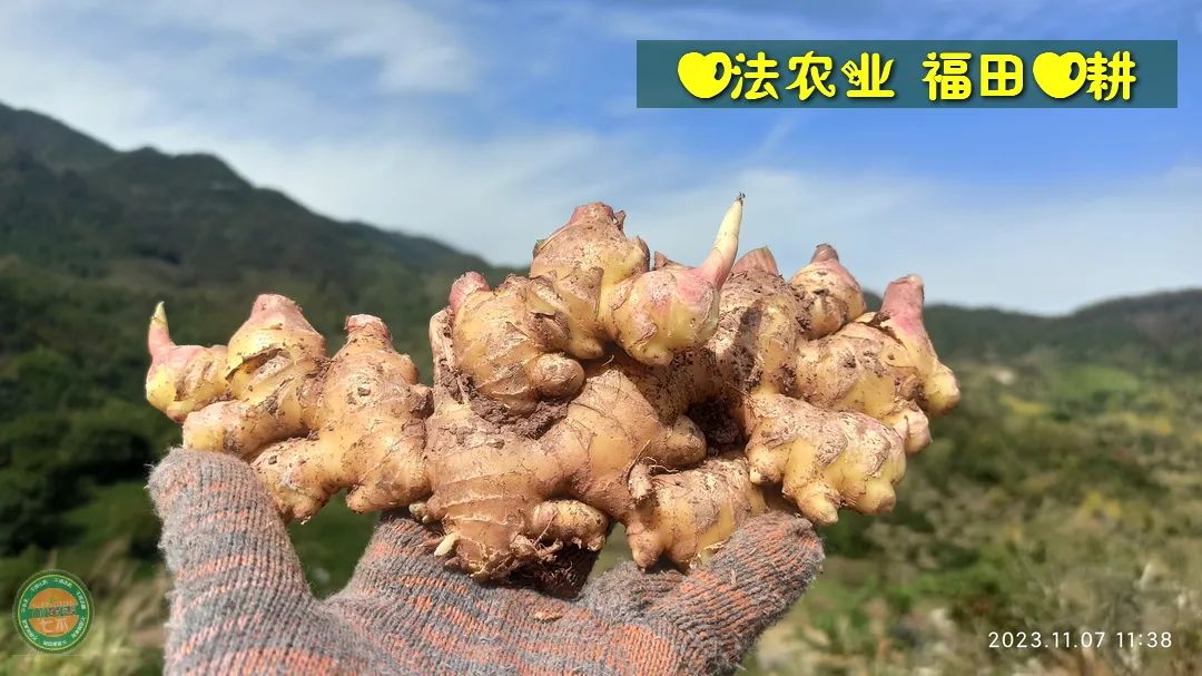 九月中秋套装好礼!送人参酒!中秋快乐!生姜 大米优惠“卷” 经济下行送劵