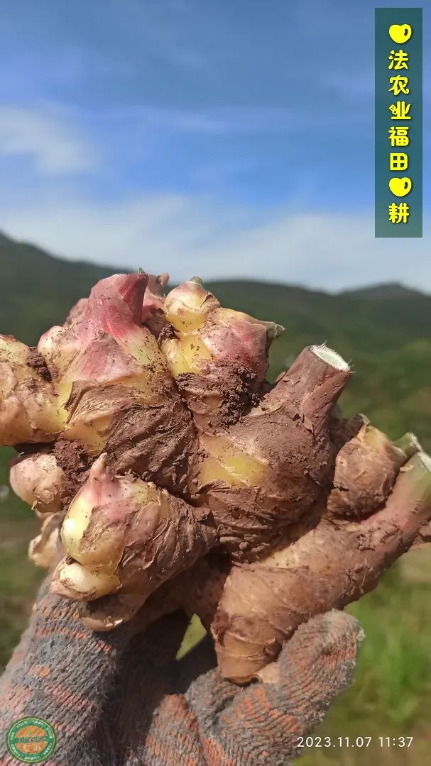 双11活动！庆祝七不姜秋收！ 浙江仙居 七不小黄姜 鲜姜 新上市！扫描入群领取 双11特享 七不姜 群友 优惠券11元