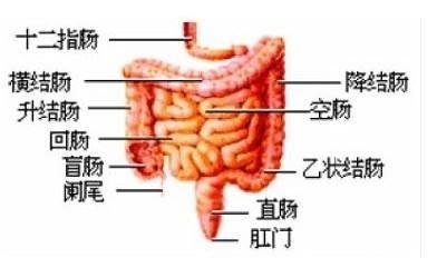 首次用姜汤灌肠体验心得+补充说明-原始点全球同学网